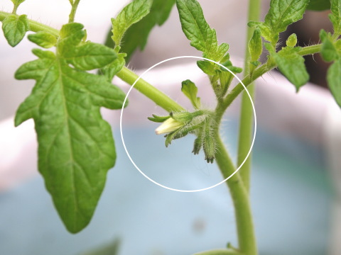 ミニトマト栽培キット 花くらす*野菜くらす