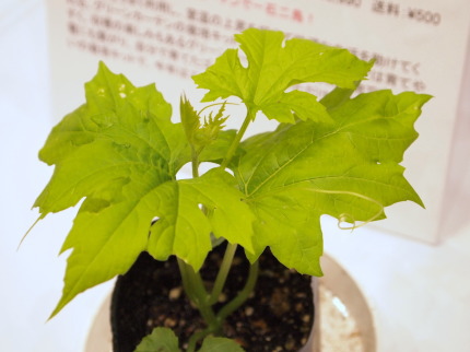 グリーンカーテン栽培キットの苗